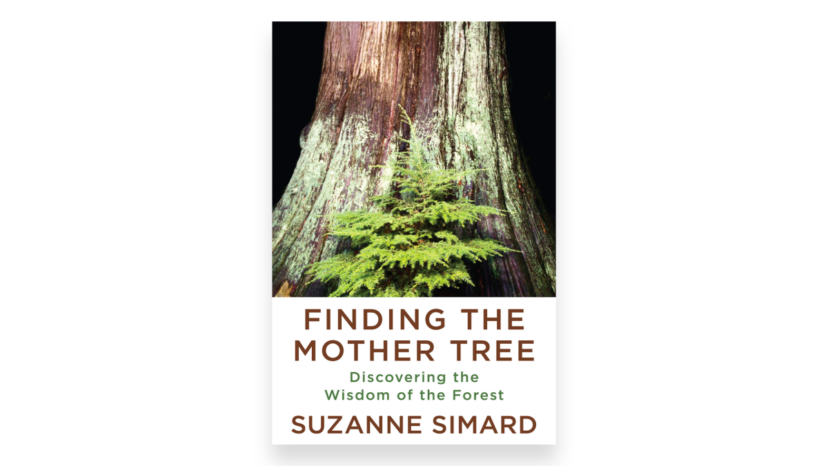 Finding the Mother Tree by Suzanne Simard
