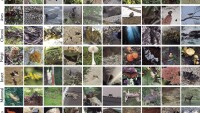 inaturalist dataset image.jpg