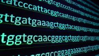 Sequence of nucleotide bases in DNA